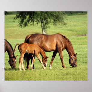 Poster Art pastoral Cheval Imprimer -24x20 -autres taille