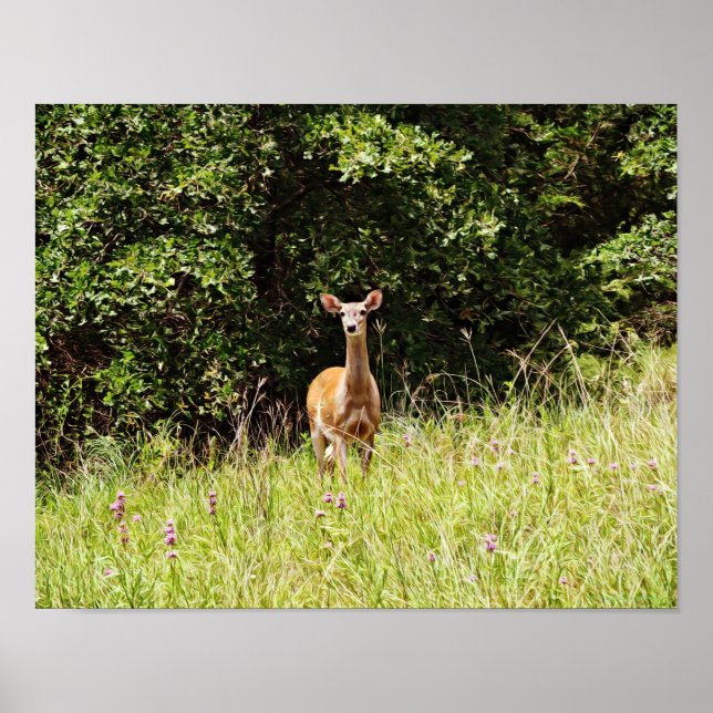 Poster Art photographique de cerfs sauvages et doux Impri (Devant)