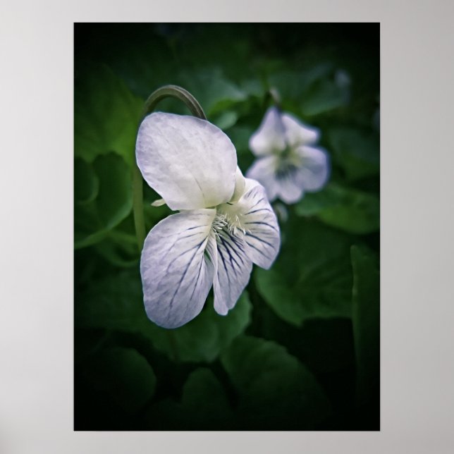 Poster Art photographique Fleur Violet sauvage Imprimer P (Devant)