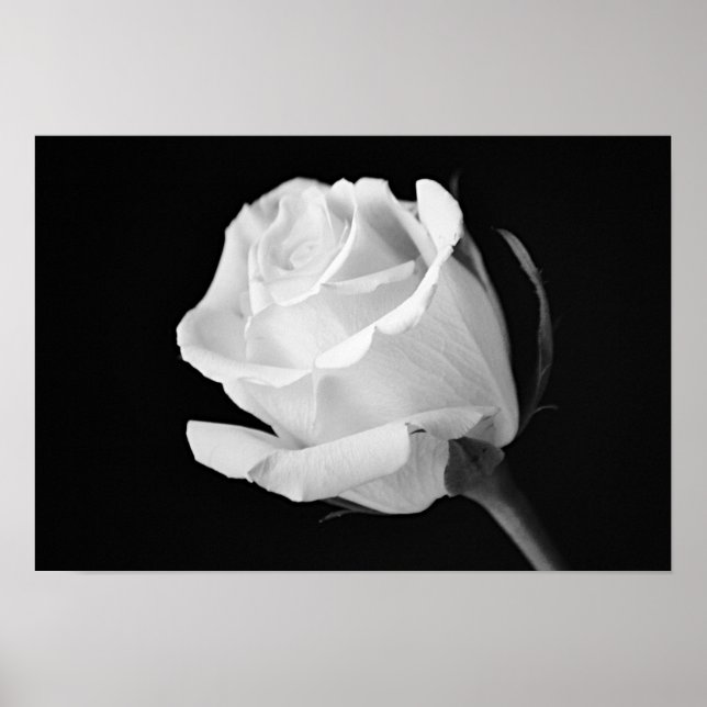Poster Art photographique noir et blanc Rose blanche Impr (Devant)