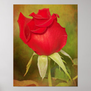 Poster Art photographique Red Rose Bud