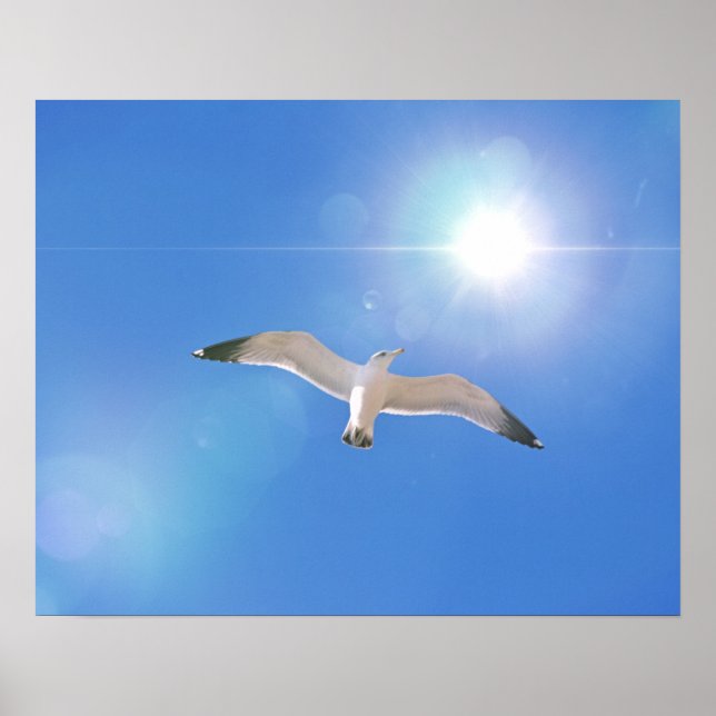 Poster Art photographique Sea Ocean Bird Sun (Devant)