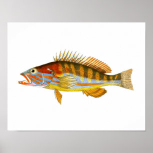 Poster Art Poisson Antique Imprimer n° 5 Art Nautique Imp
