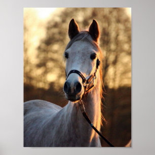Poster Art pour les amateurs de chevaux - Portrait photo