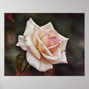 Poster Art Rose rose pâle