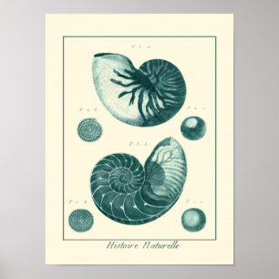 Poster Art rouge et vert de coquillage