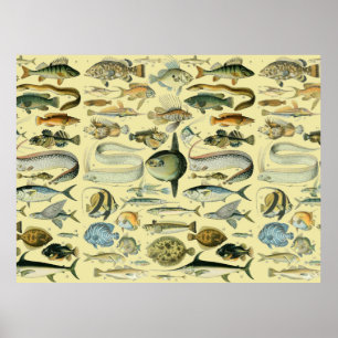 Poster Art scientifique de pêche de poissons vintage