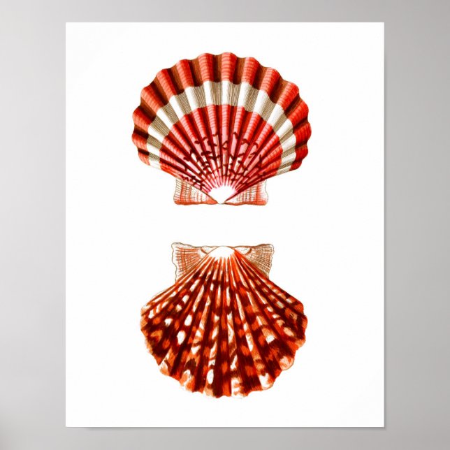 Poster Art Sea Shell Imprimer n° 9 Beach Décor (Devant)