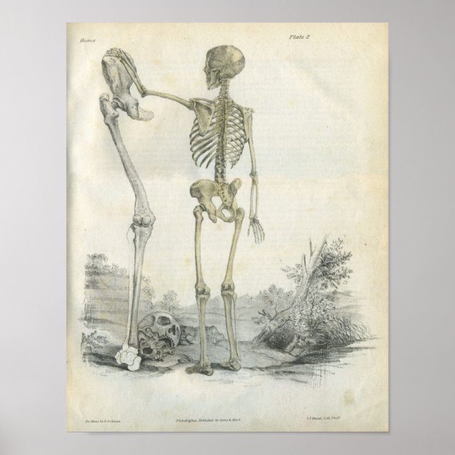 Poster Art Skeleton humain (Devant)