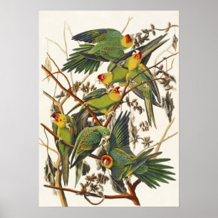 Poster Art vintage d'oiseau de Audubon Perruche de Caroli