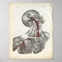 Artères de la tête et du cou Anatomie Imprimer