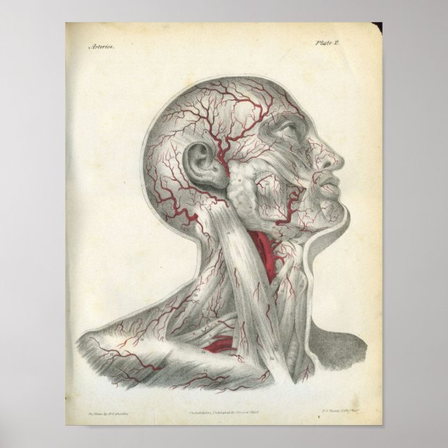 Poster Artères de la tête et du cou Anatomie Imprimer (Devant)