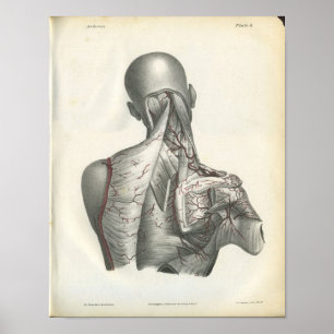 Poster Artères de l'anatomie arrière Imprimer
