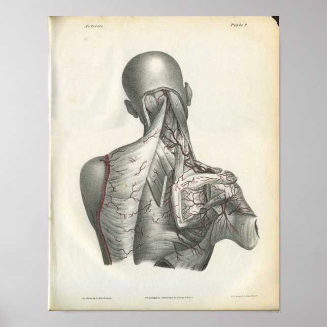 Poster Artères de l'anatomie arrière Imprimer (Devant)