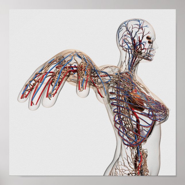 Poster Artères, Veines Et Système Lymphatique 2 (Devant)