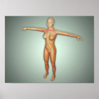 Artères, veines et système nerveux féminin