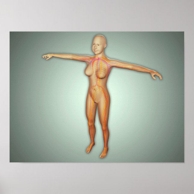 Poster Artères, veines et système nerveux féminin (Devant)