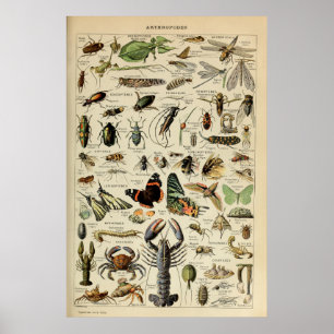 Poster Arthropodes - Collection d'animaux invertébrés