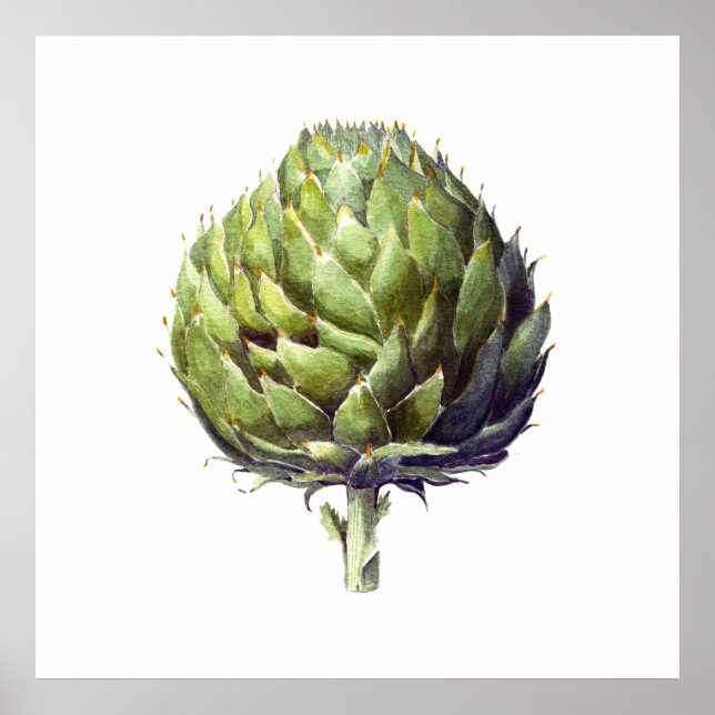 Poster Artichoke botanique aquarelle art (Devant)