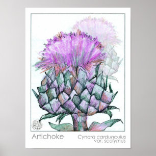 Poster Artichoke Plante Fleurs pourpres Médicinal Herbe A