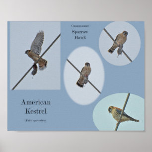Poster Articles sur le Crécerelle d'Amérique (Falco sparv