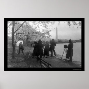 Poster Artistes et cerisiers à Washington, dc 1920