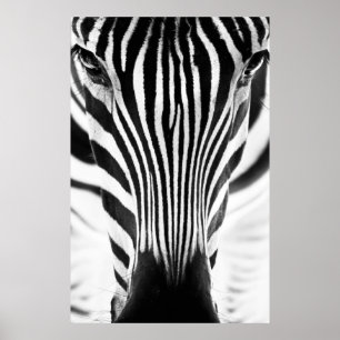 Poster Artistic black and white closeup portrait of a zeb