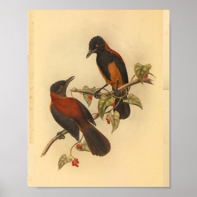 Poster Aru Island Wood Shrike Red Black Bird Imprimer (Devant)
