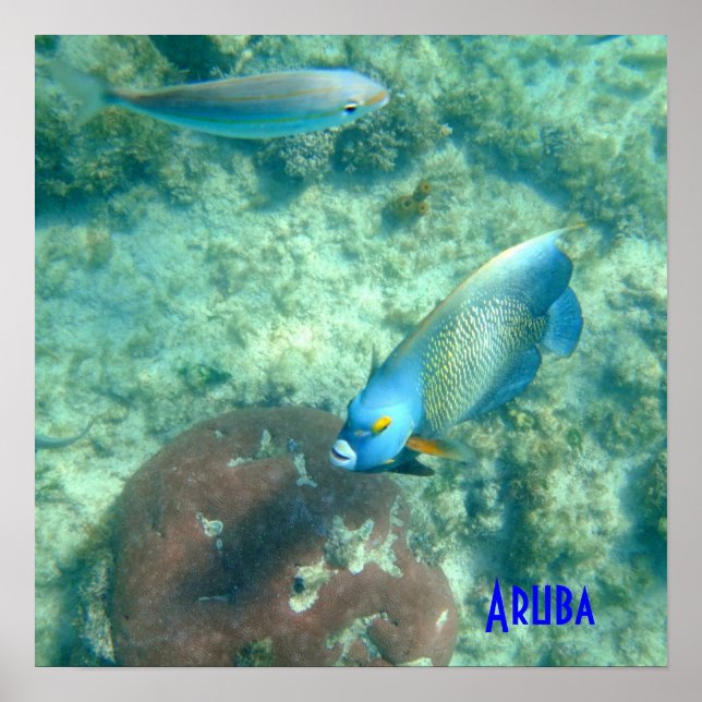 Poster Aruba Photo sous-marine de Fish (Devant)