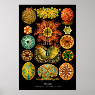 Poster Ascidiae - Plaque 85 - Kunstformen der Natur