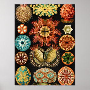 Poster Ascidiae, Seescheiden Marine Life par Ernst Haecke