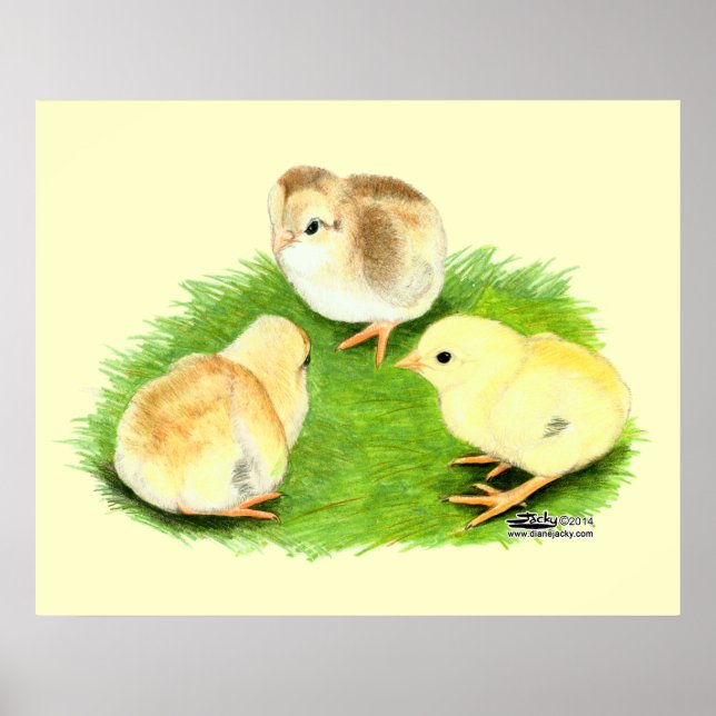 Poster Aseel Wheaten Chicks (Devant)