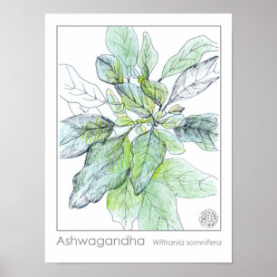 Poster Ashwagahanda Plante de la santé Herbe médicinale