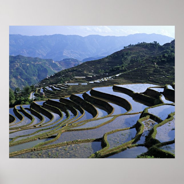 Poster Asie, Chine, Yunnan, Yuanyang. Robuste (Devant)