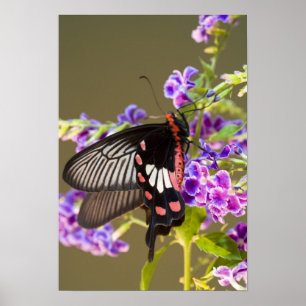 Poster Asie du Sud-Est, Thaïlande, Doi Inthanon, Papilio