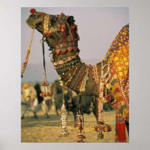 Poster Asie, Inde, Pushkar. Chameau Shamu , Pushkar