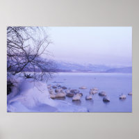 Asie, Japon, Hokkaido, Akan NP, Whopper Swans