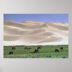Poster Asie, Mongolie, Désert de Gobi. Des chevaux sauvag