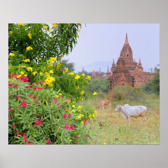 Poster Asie, Myanmar (Birmanie), Bagan (païen). Vaches (Devant)