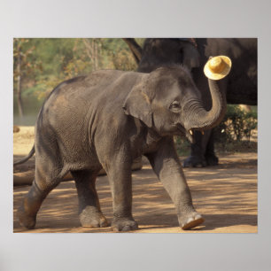 Poster Asie, Thaïlande, Lampang S'inclinant avec chapeau