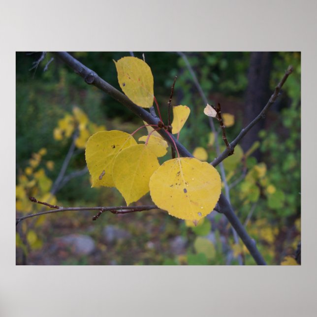Poster Aspen Feuilles (Devant)