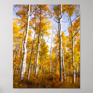 Poster Aspen Groove Feuilles de automne jaunes