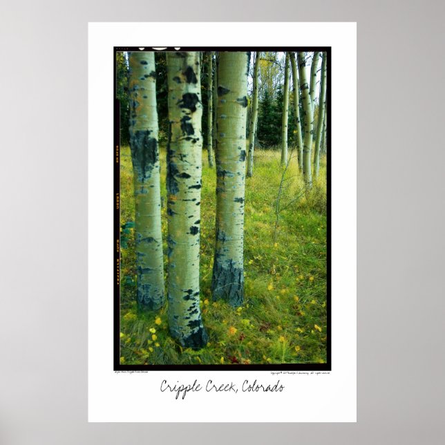 Poster Aspen Grove, Cripple Creek, Colorado (Devant)