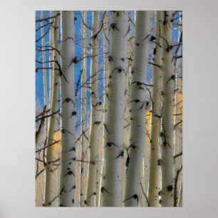 Poster Aspen Groves   Colorado Montagnes Rocheuses