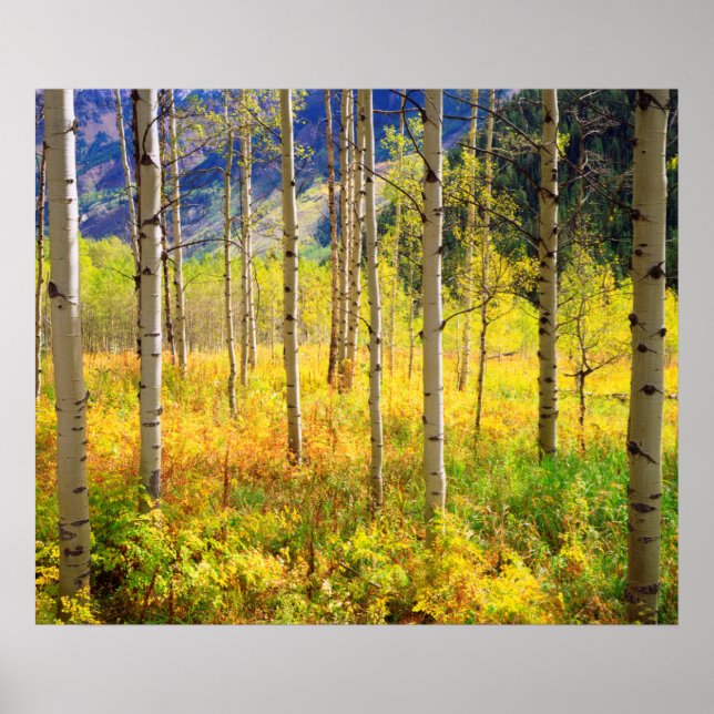 Poster Aspen Trees (Devant)