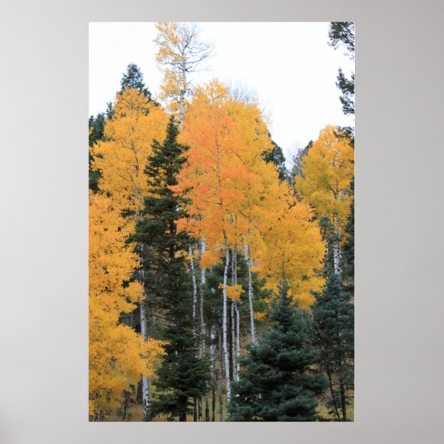 Poster Aspens en Pins de Taos (Devant)