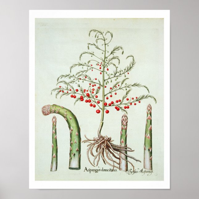 Poster Asperges communes en fleur et fruits, du 'Ho (Devant)