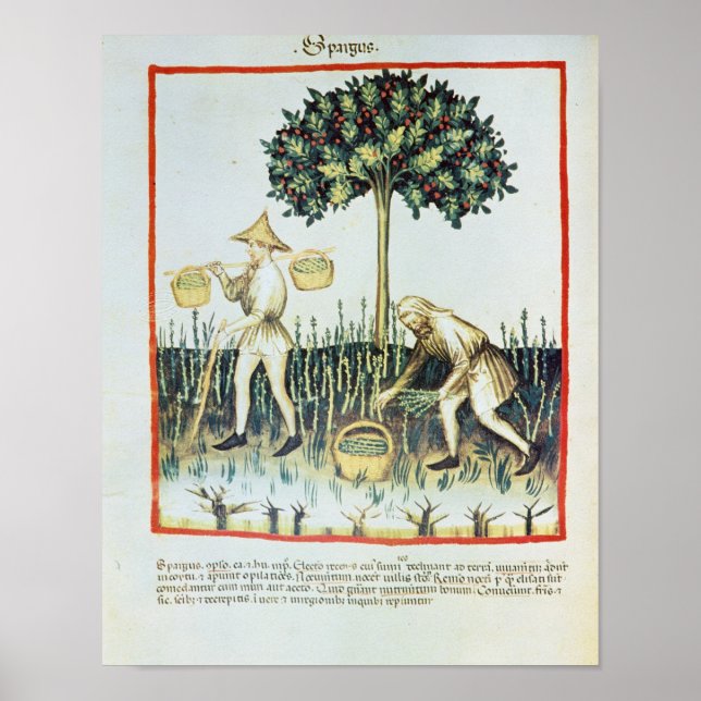 Poster Asperges Pickers, 13ème siècle (Devant)