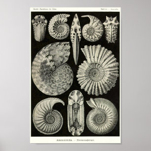Poster Assiette 44. Ammonitida.