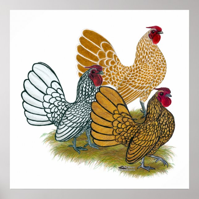 Poster Assortiment de Sebright Rooster (Devant)